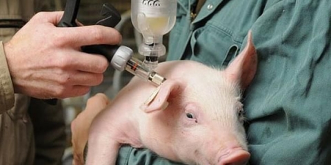 Vakcinacije za prasad