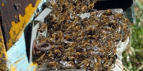 Znakovi i liječenje opasnih bolesti pčela