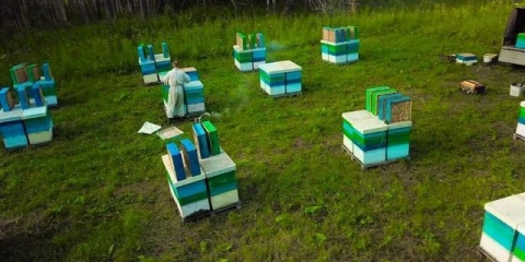 Industrijsko pčelarstvo - tehnologija