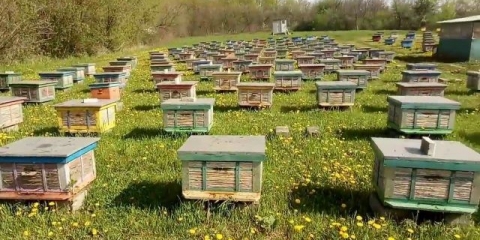 Industrijsko pčelarstvo