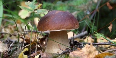 Industrijski uzgoj bijelih gljiva