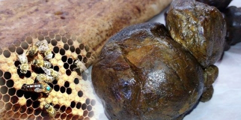 Propolis: ljekovita svojstva i kontraindikacije