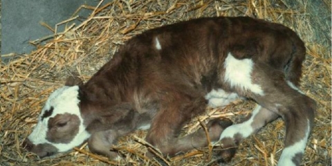 Pupčana sepsa kod teladi: liječenje upale pupčane vrpce