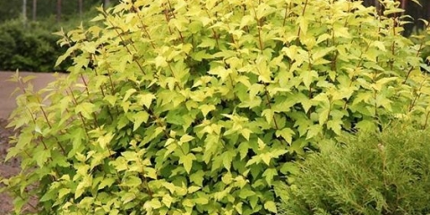 Vesicle viburnum aurea: fotografija i opis