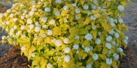 Vesicle viburnum pikado zlato: fotografija i opis