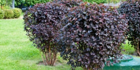 Vesicle viburnum diablo d'or: fotografija i opis