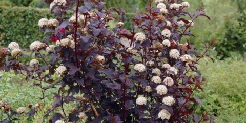 Vesicle viburnum diablo: opis i fotografija, sadnja, njega