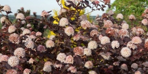 Vesicle viburnum dama u crvenom: opis, sadnja i njega