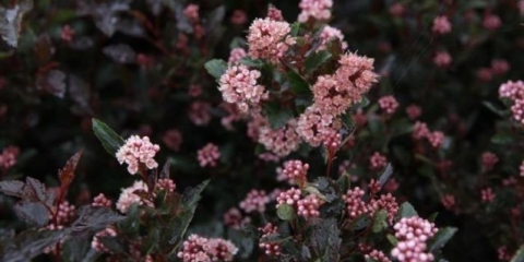 Vesicle viburnum mali vrag: fotografija i opis