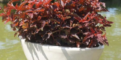 Vesicle kalinolistny mali anđeo: opis, fotografije i recenzije