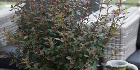 Vesicle viburnum mali šaljivdžija