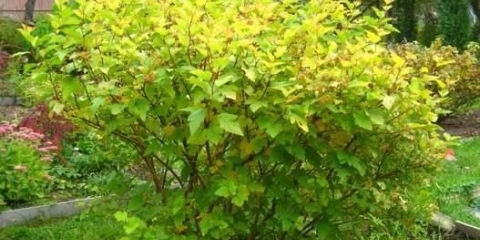 Vesicle viburnum luteus: fotografija i opis