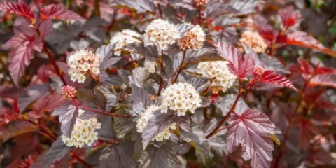 Bubble viburnum: sadnja i njega, fotografija