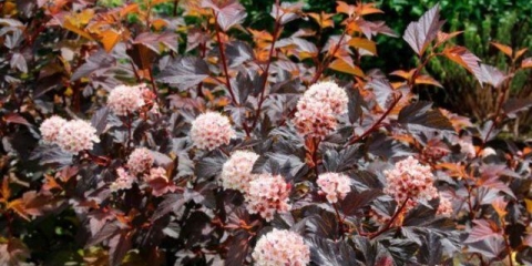 Vesicle viburnum purpurea: fotografija i opis