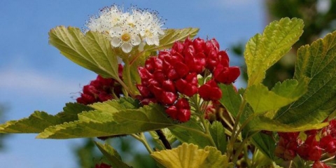 Mjehurići: kompozicije u pejzažnom dizajnu ljetne vikendice