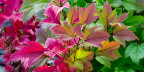 Vesicle: sorte sa fotografijama i opisima