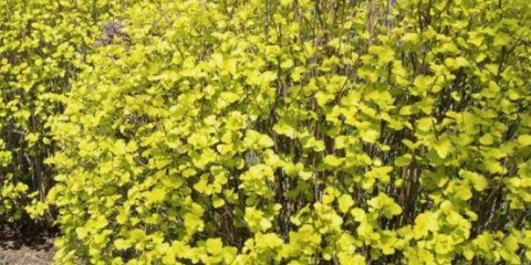 Žutolisna vezikula: opis i fotografija