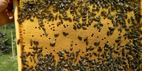 Rad na pčelinjaku u avgustu, septembru