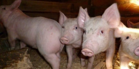 Dijeta za svinje za brzi rast u domaćinstvu