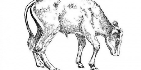 Rahitis u teladi: istorija bolesti, simptomi i lečenje