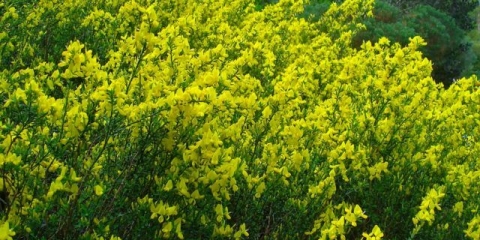 Metla: vrste i sorte, fotografije u pejzažnom dizajnu