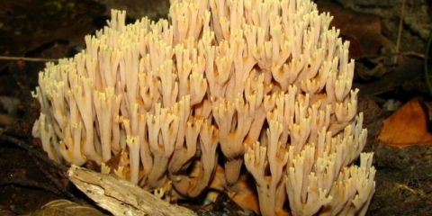 Ramaria tvrdi (ravni rog): opis i fotografija