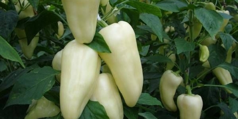 Ranozrele sorte slatke paprike