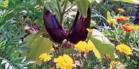 Rane sorte i hibridi patlidžana za moskovsku regiju