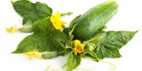 Rane sorte krastavaca