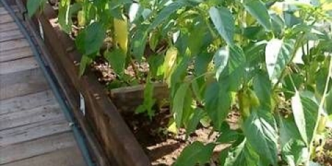 Rane sorte paprike za staklenik