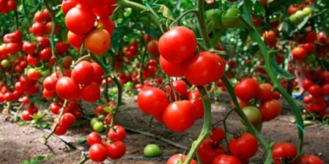 Rane sorte paradajza