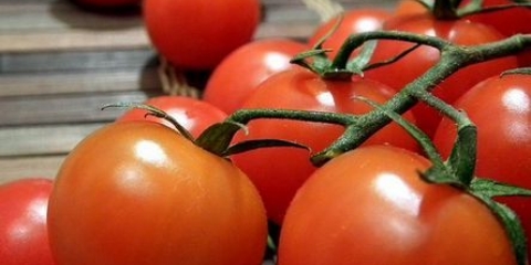 Rane sorte paradajza za staklenik od polikarbonata