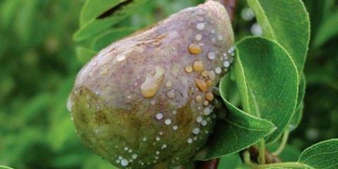 Uobičajene bolesti krušaka i njihovo liječenje