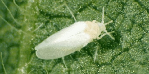 Uobičajene bolesti i štetočine krastavaca