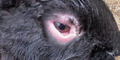 Uobičajene bolesti kod kunića, njihova klasifikacija i čime se osoba može zaraziti