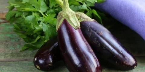 Sadnice patlidžana ne rastu