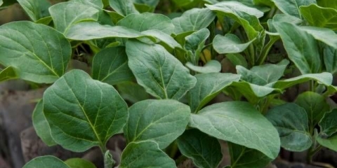 Sadnice patlidžana: temperatura rasta