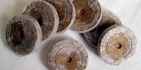 Sadnice krastavaca u tresetnim tabletama