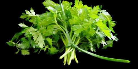 Sadnice peršina: uzgoj kod kuće, detaljna uputstva, fotografije