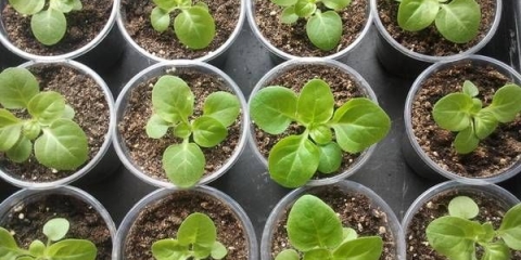 Sadnice petunije umiru