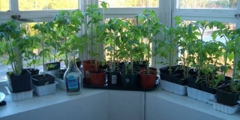 Sadnice paradajza kod kuće