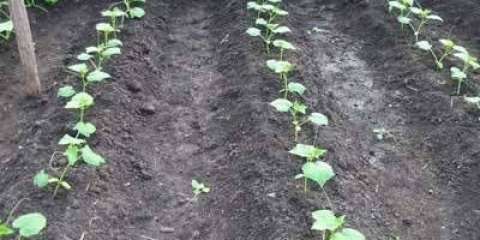 Razmak između krastavaca prilikom sadnje