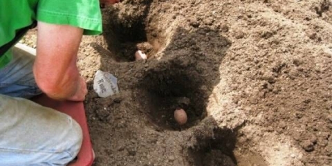 Razmak između redova prilikom sadnje krompira