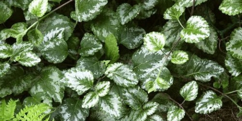 Biljka lavande: ljekovita svojstva i kontraindikacije