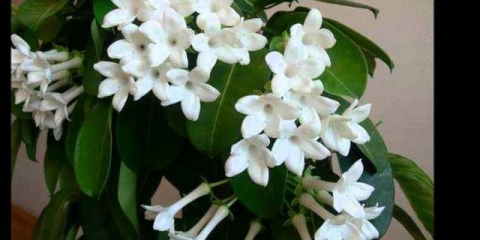 Biljka jasmina: šta je, gdje raste, opis, kako miriše