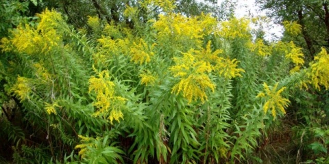 Biljka goldenrod: fotografija i opis, vrste i sorte, gdje i kako raste, sadnja i njega