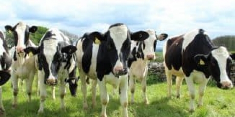 Razdvajanje rasa krava prema vrsti produktivnosti i karakteristikama njihovog održavanja u domaćinstvu