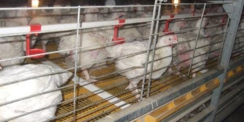 Veličine kaveza za piletinu: fotografija + crteži