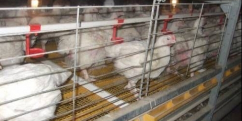 Dimenzije kaveza za kokoši nesilice + crteži