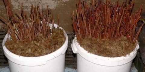 Reprodukcija kajsije kod kuće